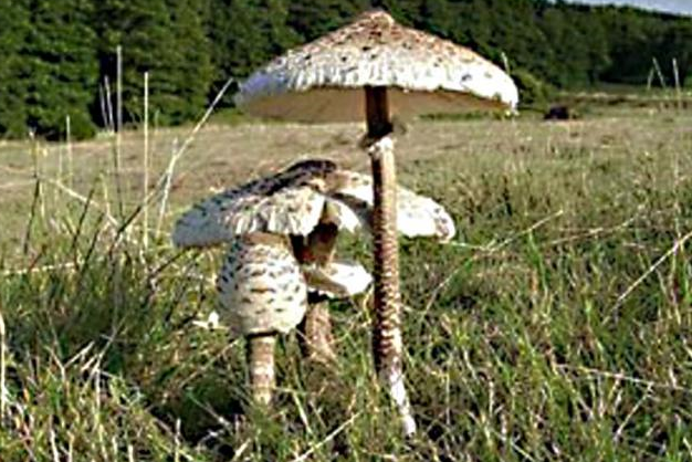 Гриб-зонтик